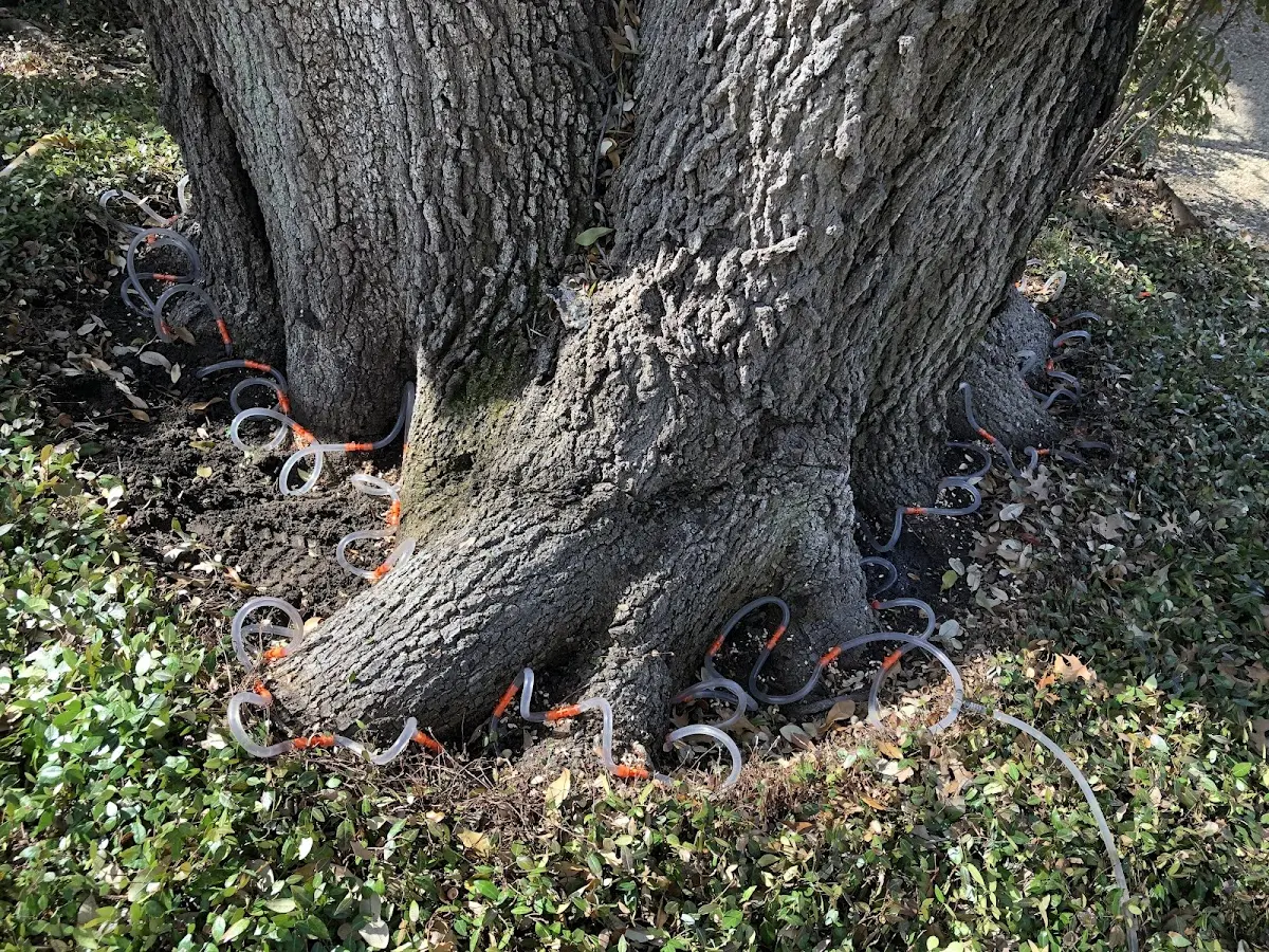 Detailed Tree Cabling and Bracing job site in Pleasant Hill