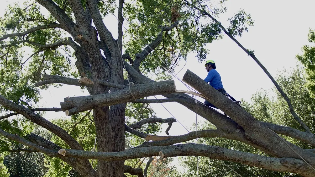 Professional Crown Thinning performed by certified arborists in Pleasant Hill